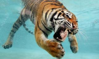 动物园老虎吃人视频 北京八达岭野生动物园老虎伤人,最后是处理的